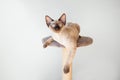 Young Devon Rex male kitten is sitting on it`s scratching post. Lifestyle natural light photo. Cat is feeling happy and relaxed,