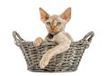 Young Devon rex in a wicker basket isolated on white