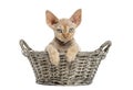 Young Devon rex in a wicker basket isolated on white