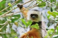 Young Diademed sifaka playing. Madagascar.