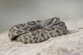 Young diamondback rattlesnake basking on rock Royalty Free Stock Photo