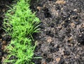 Young dill herb plant growing in soil Seedlings ground Royalty Free Stock Photo