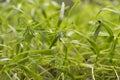 Young dill microgreen sprouts. Microgreens vegan and healthy eating