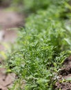 Young dill on nature