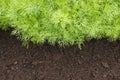 Young dill plants on the kitchen garden. Photo of dill harvest for eco cookery business. Selective soft focus. Antioxidant kitchen Royalty Free Stock Photo