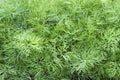 Young dill plants on the kitchen garden. Photo of dill harvest for eco cookery business. Selective soft focus. Antioxidant kitchen Royalty Free Stock Photo