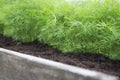 Young dill plants on the kitchen garden. Photo of dill harvest for eco cookery business. Selective soft focus. Antioxidant kitchen Royalty Free Stock Photo