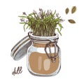 Hand drawn dill microgreens. Healthy food