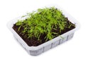 Young dill seedlings in a transparent plastic container