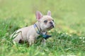 Young diluted lilac cream colored French Bulldog dog puppy with light blue eyes wearing a bow tie Royalty Free Stock Photo