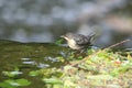 Young dipper. Royalty Free Stock Photo