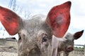 Young dirty pig on the farm, close-up of a pig`s head and looking eyes. Big pink - red pigs ears.  Another animal in backround. Royalty Free Stock Photo