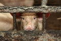 Young dirty piglets on a pig farm.