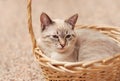 Young displeased cat lying in a wicker basket and looking Royalty Free Stock Photo
