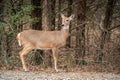 Young Doe at Chickasaw National Recreation Area, Oklahoma