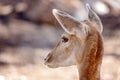A Young Doe Deer In Close-up Royalty Free Stock Photo