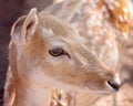 A Young Doe Deer In Close-up Royalty Free Stock Photo