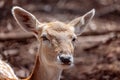 A Young Doe Deer in Close-up Royalty Free Stock Photo