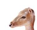 A Young Doe Deer In Close-up Royalty Free Stock Photo