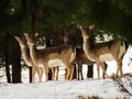 Young doe, female deers standing in the snow forest during winter in Austria