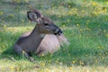 Young Doe Resting On Grass Royalty Free Stock Photo