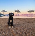 Young dog on the beach at sunrise Royalty Free Stock Photo