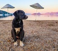 Young dog on the beach at sunrise Royalty Free Stock Photo