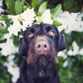 Young dog of Bohemian wire-haired Pointing griffon. Portrait of chocolate, checnut color hound with flowering shrub in