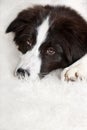 Young dog Border Collie lying on white carpet