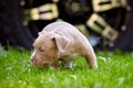 Young dog breed American Bulli close-up. Puppy Bull, beautiful little dogs running around the green grass. Mowed lawn Royalty Free Stock Photo