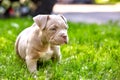 Young dog breed American Bulli close-up. Puppy Bull, beautiful little dogs running around the green grass. Mowed lawn Royalty Free Stock Photo