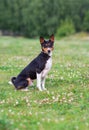 Young dog breed Basenji sits in Park on green grass side and looking at the camera