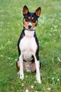 Young dog breed Basenji sitting in the Park on the green grass