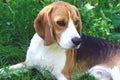 Young dog breed beagle lies on the grass.