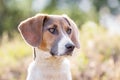 Young dog of breed Estonian hound , closeup portrait_