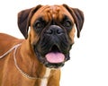 Young dog a dog breed the german boxer beautifully Royalty Free Stock Photo