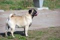 The young dog of breed a pug by nickname Bonnie walks in the park