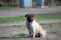 The young dog of breed a pug by nickname Bonnie walks in the park