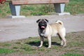 The young dog of breed a pug by nickname Bonnie walks in the park