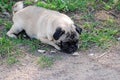 The young dog of breed a pug by nickname Bonnie walks in the park