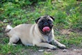 The young dog of breed a pug by nickname Bonnie walks in the park