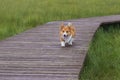 a young dog of breed Welsh Corgi Pembroke, a puppy, runs along a wooden path over the grass Royalty Free Stock Photo