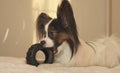 Young dog breeds Papillon Continental Toy Spaniel gnaws rubber tire - a fun tire changer Royalty Free Stock Photo