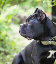 Young dog of the cane-Corso breed against a background of bright green foliage Royalty Free Stock Photo