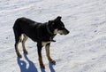 Young dog with a collar in winter. A big black puppy freezes in a strong frosty day and blinks from the bright sun.
