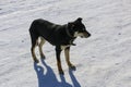 Young dog with a collar in winter. A big black puppy freezes in a strong frosty day and blinks from the bright sun.