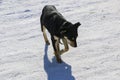 Young dog with a collar in winter. A big black puppy freezes in a strong frosty day and blinks from the bright sun.