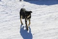 Young dog with a collar in winter. A big black puppy freezes in a strong frosty day and blinks from the bright sun.