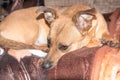 Young dog - cute brown puppy sitting on a couch Royalty Free Stock Photo