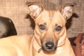 Young dog - cute brown puppy sitting on a couch Royalty Free Stock Photo